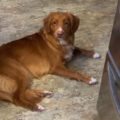 Nova Scotia Duck Tolling Retriever All Grown Up from Forest Cove Tollers