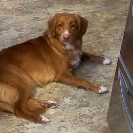 Nova Scotia Duck Tolling Retriever All Grown Up from Forest Cove Tollers