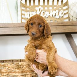 Goldendoodle, Irish Doodle, Labradoodle, and Poodle Puppies from Desert Doodles