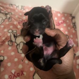 Boy 1 homer - Black and tan male Yorkipoo puppy in Gastonia, North Carolina from Precious pups dynasty kennel
