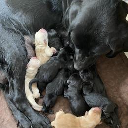 1st Pick Yellow - Yellow male Labrador Retriever puppy in Tomahawk, Wisconsin from Mahner Labs