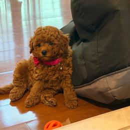 Jules - Red  female Goldendoodle puppy in Winter Springs, Florida from Lucky Heart TeddyBear Goldendoodles