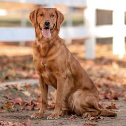 Golden Retrievers from Grit, Grace, and Golden