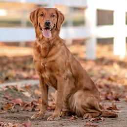 Golden Retrievers from Grit, Grace, and Golden