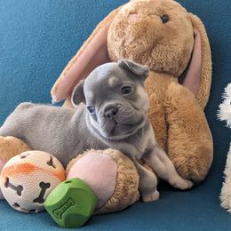 French Bulldog Puppies from Floridian Frenchies of Georgia