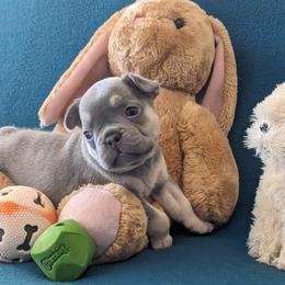 French Bulldog Puppies from Floridian Frenchies of Georgia