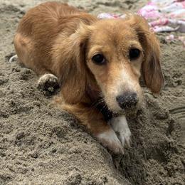 Rosie - Dachshund