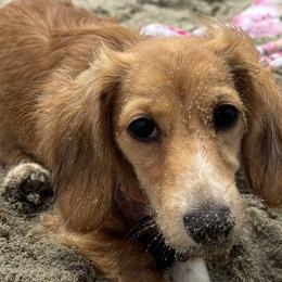 Rosie - Dachshund