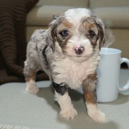 Wesson - Blue merle male Aussiedoodle puppy in Delphos, Ohio from Route 66 Poodles & Doodles, Sapphire Shih-tzu's of Ohio