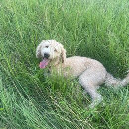 Labradoodles from Sunshine Doodles