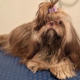 Lucy - Shih Tzu