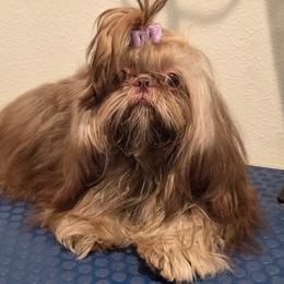 Lucy - Shih Tzu