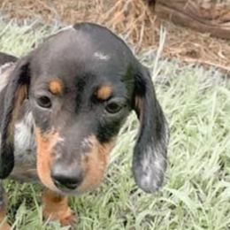 Dachshunds from The Weiner Farm