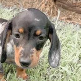 Dachshunds from The Weiner Farm