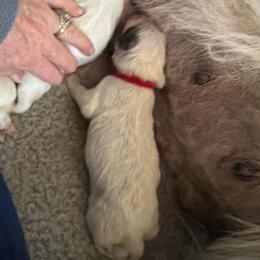 Red collar male - White and badger male Great Pyrenees puppy in Fair Grove, Missouri from Allen Wags & Woolies