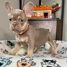 Carmella - Tricolors female French Bulldog puppy in Colorado Springs, Colorado from Sun Mountain Frenchies