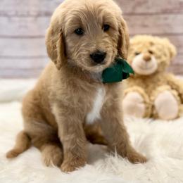 Bougainvillea Bo - Cream male Goldendoodle puppy in The Woodlands, Texas from Gracie's Goldendoodles and Bernedoodles