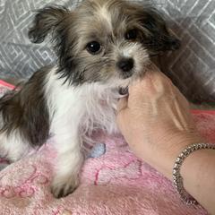 "Starla" Mi-Ki Puppies from Magical Mi-Kis