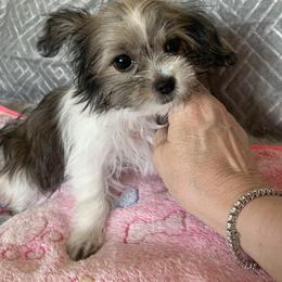 "Starla" Mi-Ki Puppies from Magical Mi-Kis