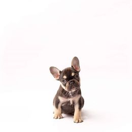French Bulldog Puppies from Baker Built Frenchies