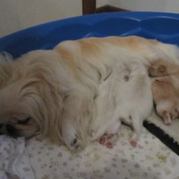 Pekingese puppies from Poochie's Pekes