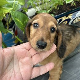Amy - Red female Dachshund puppy in San Antonio, Texas from Sunshine Sandra & Sweet Sausages