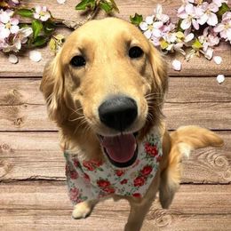 Jo - Golden Retriever