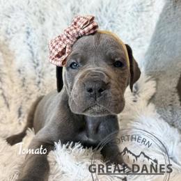 Tomato - Blue female Great Dane puppy in Sac City, Iowa from Northern Great Danes of Colorado & Iowa