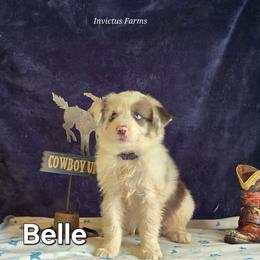 Belle (Princess Leia) - Blue merle female Australian Shepherd puppy in Smithfield, Utah from Invictus Farms