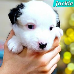 Jackie - Black tri female Miniature Australian Shepherd puppy in Punta Gorda, Florida from Christie's Creekside Aussies
