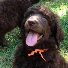 Poodle Puppies from Piccolo's Poodles