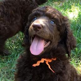 Poodle Puppies from Piccolo's Poodles