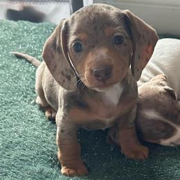 Ferb - Dapple male Dachshund puppy in Homstead, Florida from Bravo Dachshunds
