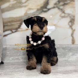 Black and Tan-Red Girl 1 - Black and silver female Miniature Schnauzer puppy in Lake Placid, Florida from Love Giver Schnauzers