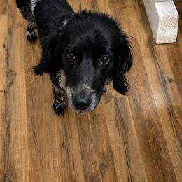Tito - Piebald male Dachshund puppy in Madisonville, Tennessee from L&A Dachshunds