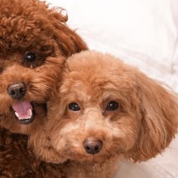 Poodles from bemi_toys