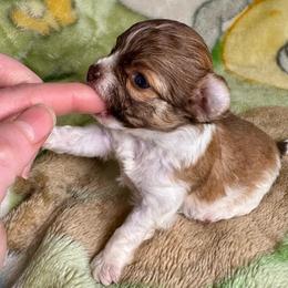Fudge - Red and white male Chihuahua puppy in Canton, Ohio from Elysium Fields Chihuahuas