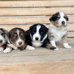 Australian Shepherd Puppies from Saddle Creek Australian Shepherds