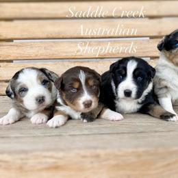 Australian Shepherd Puppies from Saddle Creek Australian Shepherds