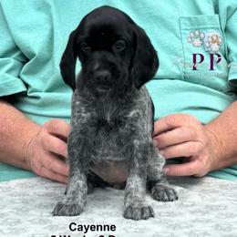 Cayenne - Black and white female German Shorthaired Pointer puppy in Columbus, Nebraska from Prancy Pawz
