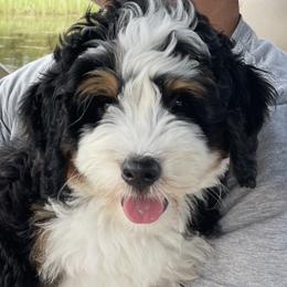 Bernedoodles and Golden Mountain Doodles from Cumberland Companions