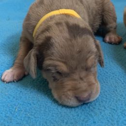 Yellow collar male - Red merle male Catahoula Leopard Dog puppy in Gadsden, Alabama from Rich Cat’s