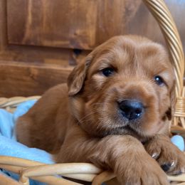 Pick 6 - Dark golden female Golden Retriever puppy in San Luis Obispo County, California from Golden Peak Retrievers