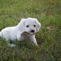 Llewellin Setter Puppies from Bristle Ridge Llewellins