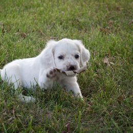 Llewellin Setter Puppies from Bristle Ridge Llewellins