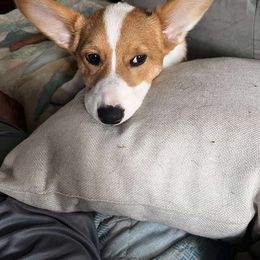 Sarabi - Pembroke Welsh Corgi