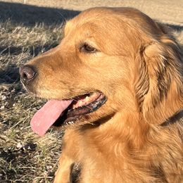 Twist - Golden Retriever