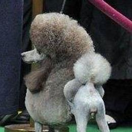 Poodles from Horizon Poodles