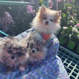 Sherbert - Orange sable male Pomeranian puppy in San Diego, California from PS pomeranians
