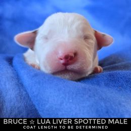 Bruce (LUA Liver Shortcoat) - White and liver brown male Dalmatian puppy in Salem, Missouri from Paradise Spots Dalmatians